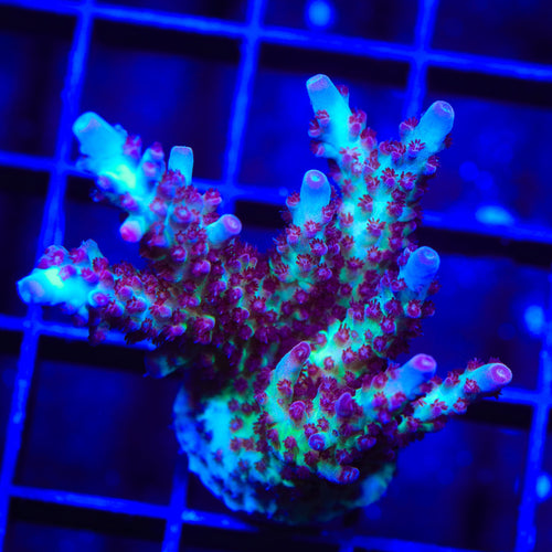Vivids Rainbow Delight Acropora XL Frag Coral