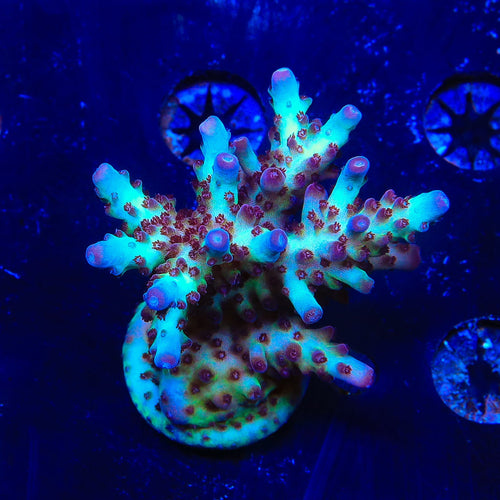 Vivids Rainbow Delight Acropora XL Frag Coral