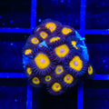 Vulcan Blood Zoanthids XL Frag Coral