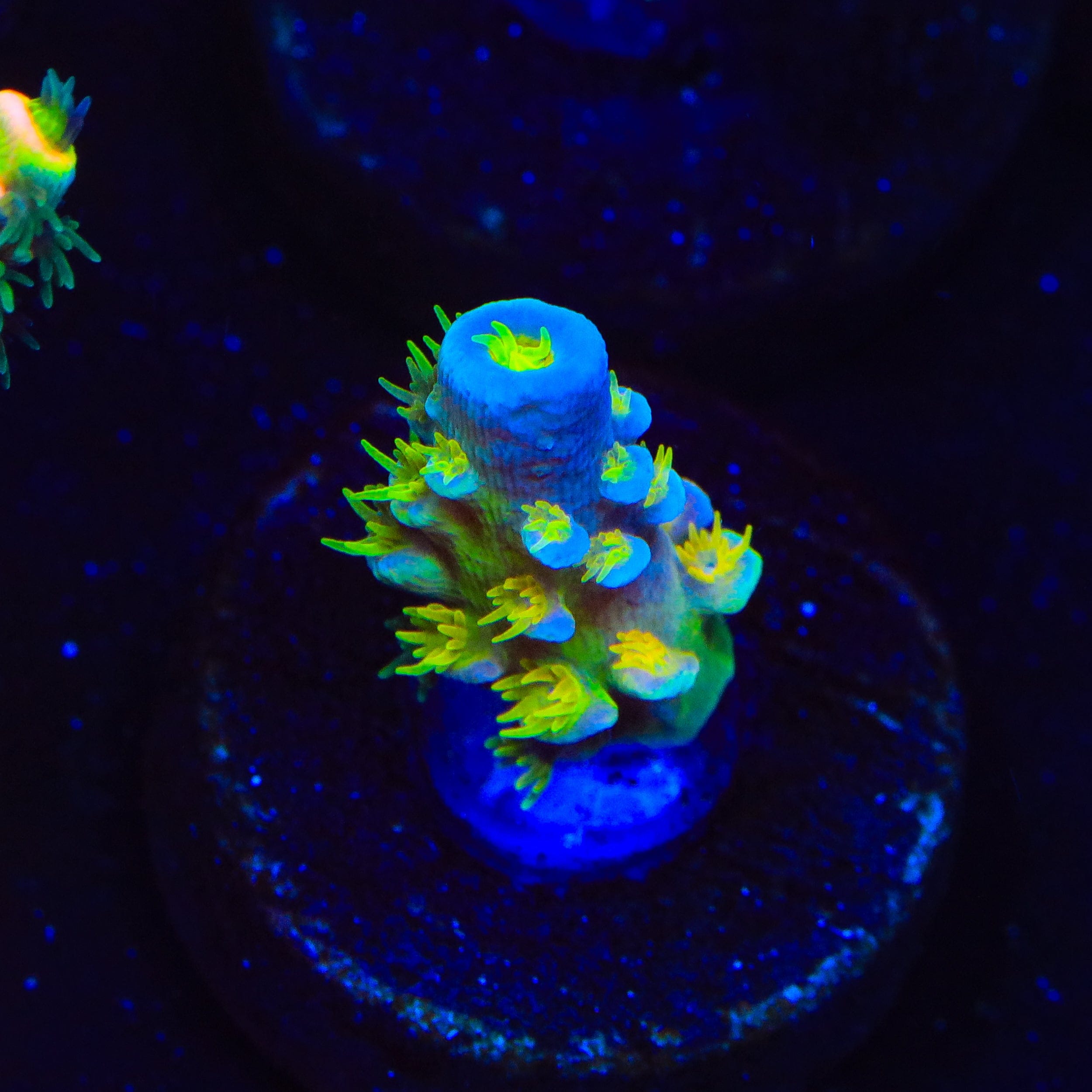 Walt Disney Tenuis Acropora Coral