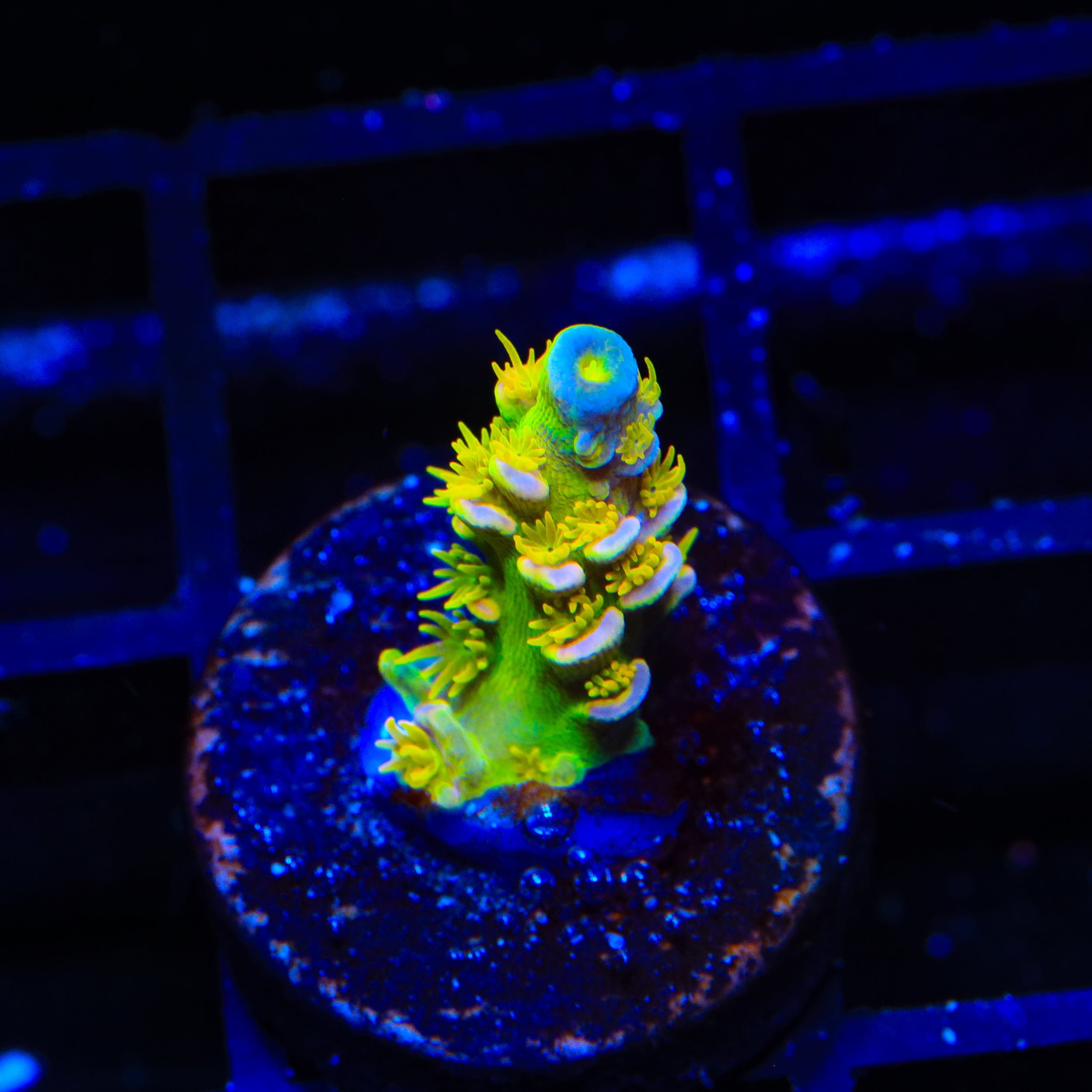 Walt Disney Tenuis Acropora Coral