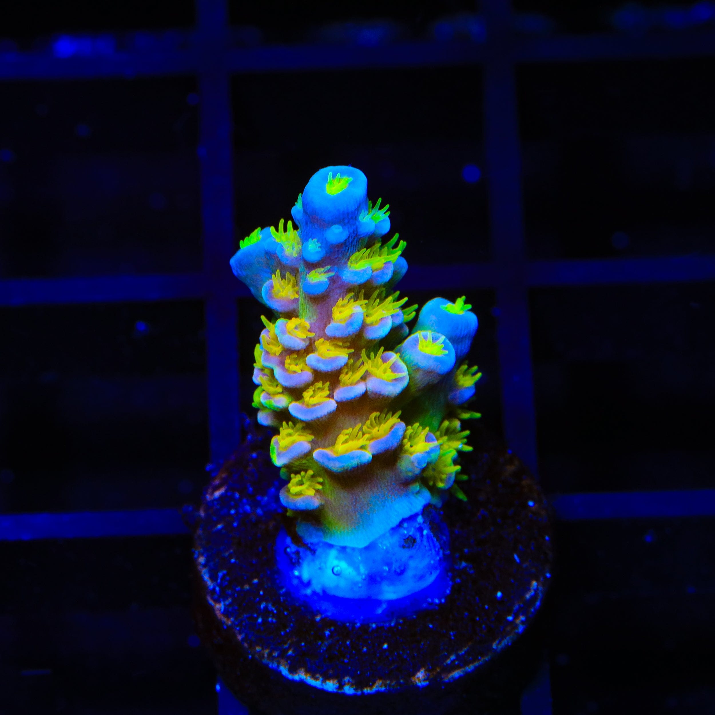 Walt Disney Tenuis Acropora Coral