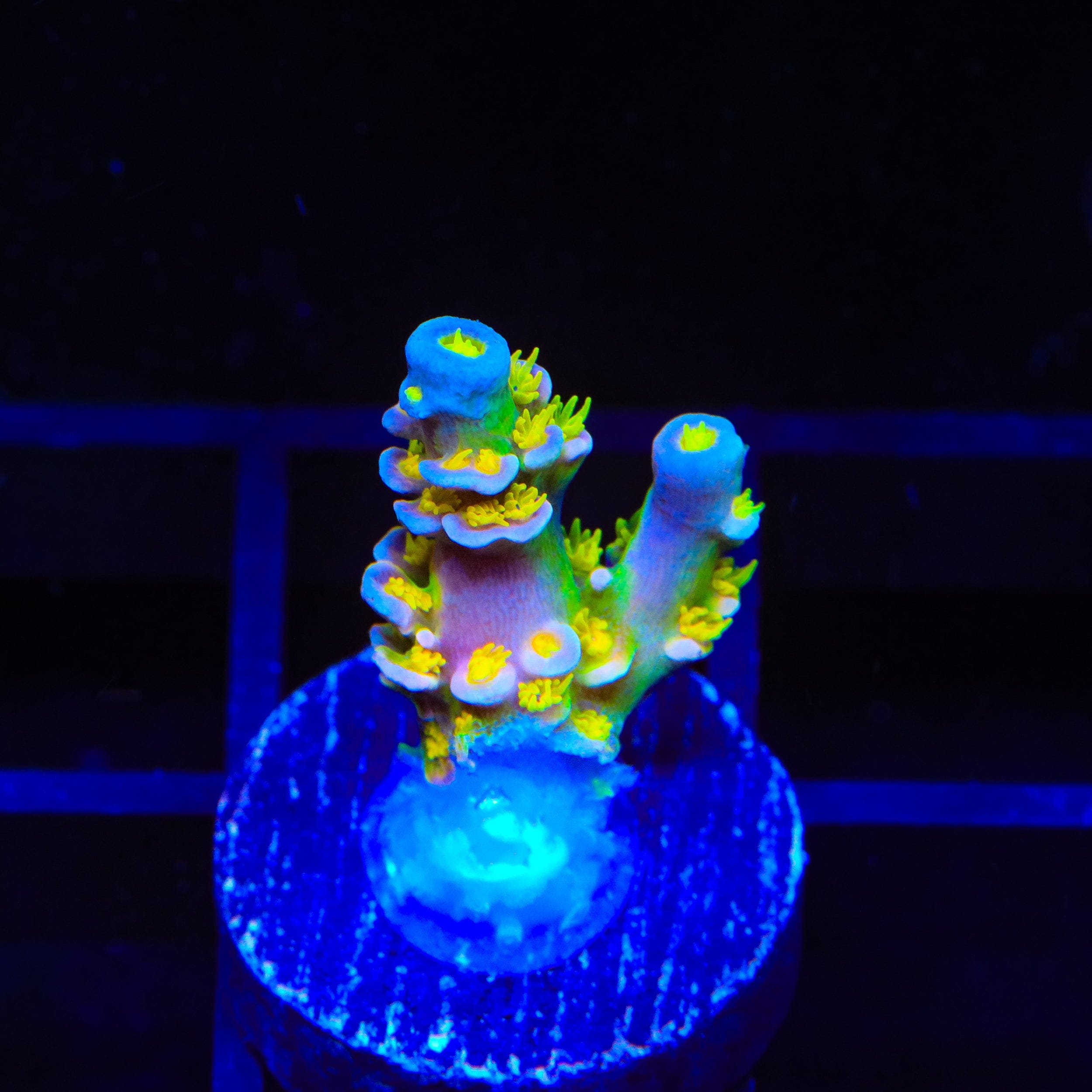 Walt Disney Tenuis Acropora Coral