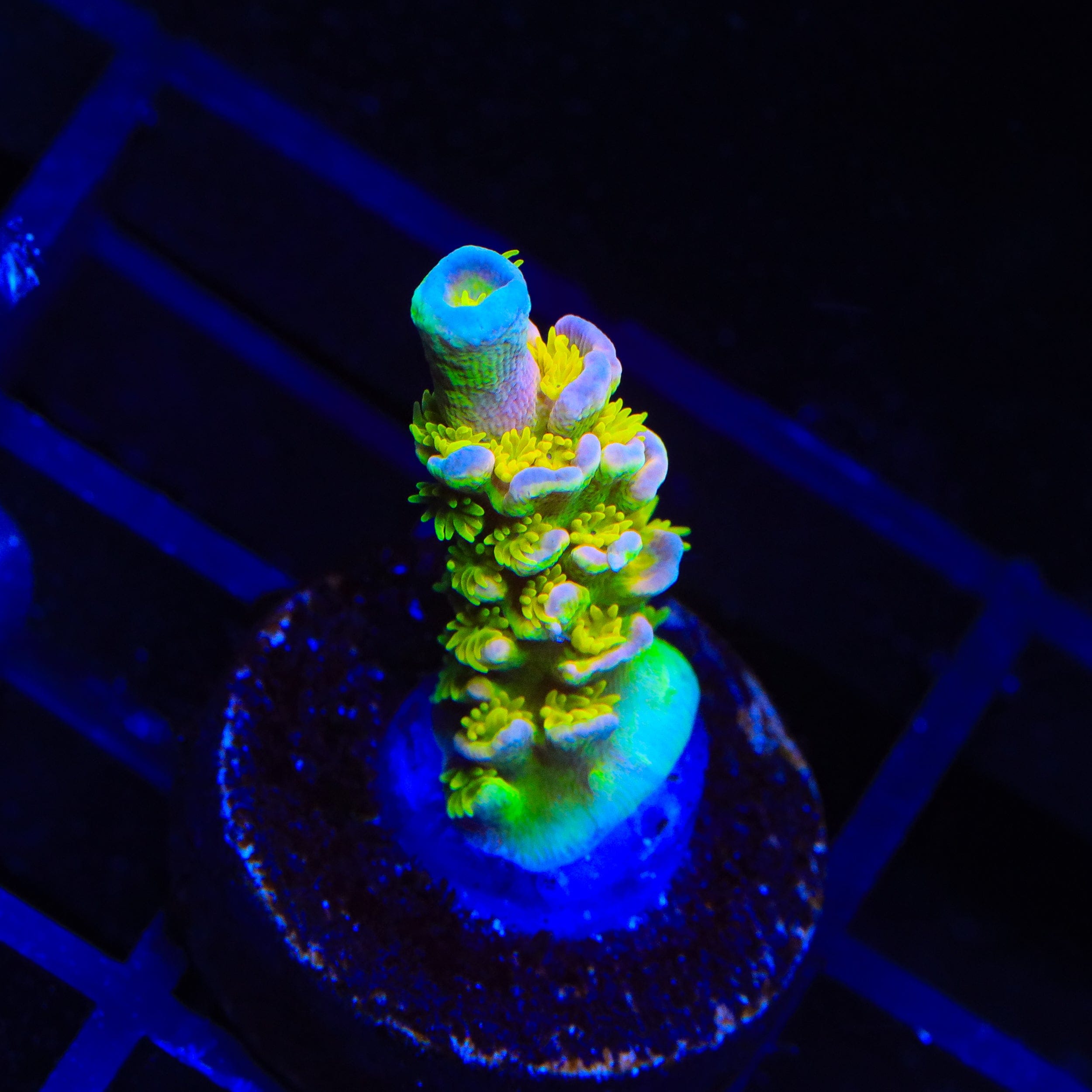 Walt Disney Tenuis Acropora Coral