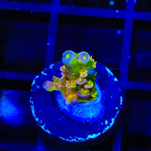 Walt Disney Tenuis Acropora Coral