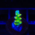Walt Disney Tenuis Acropora Coral