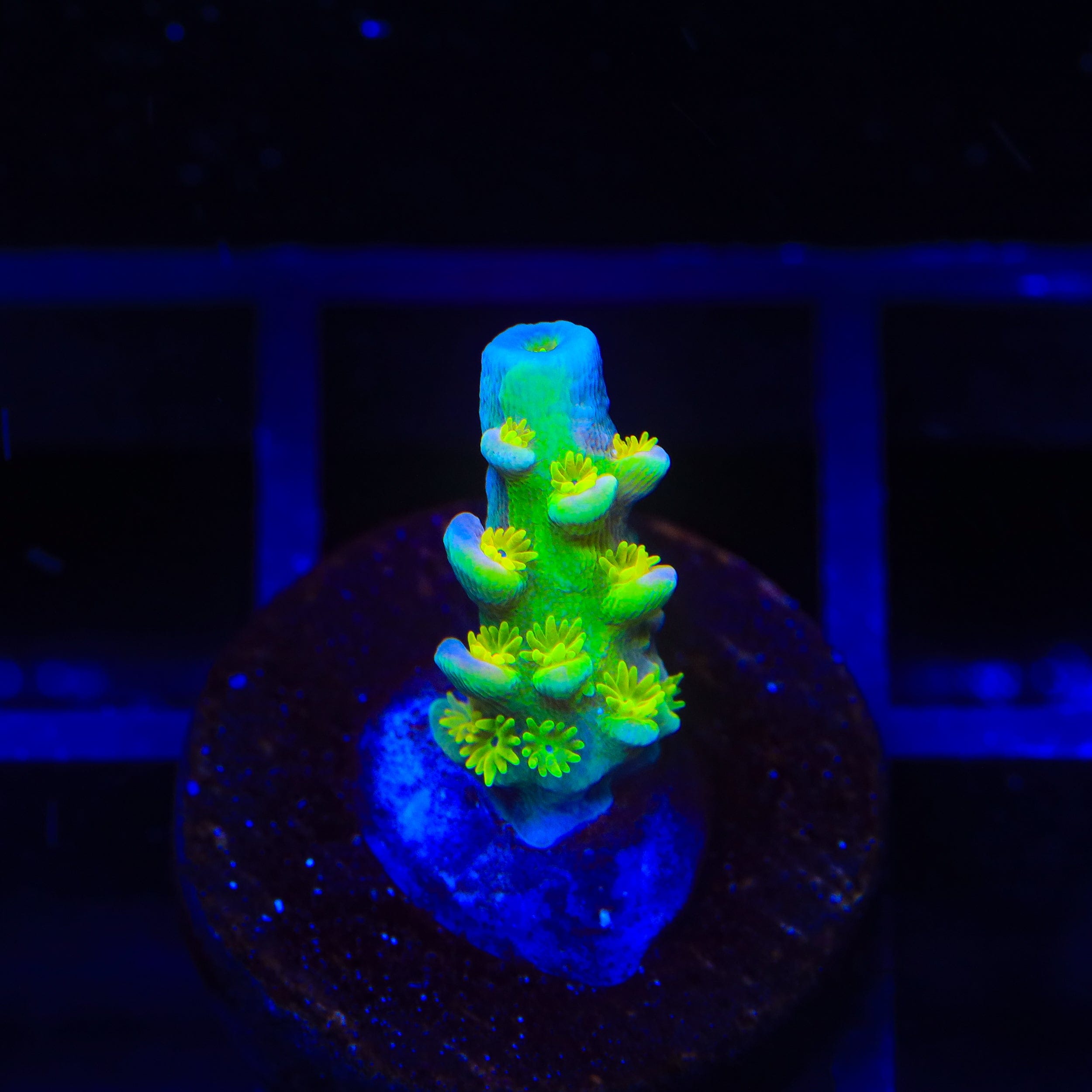Walt Disney Tenuis Acropora Coral
