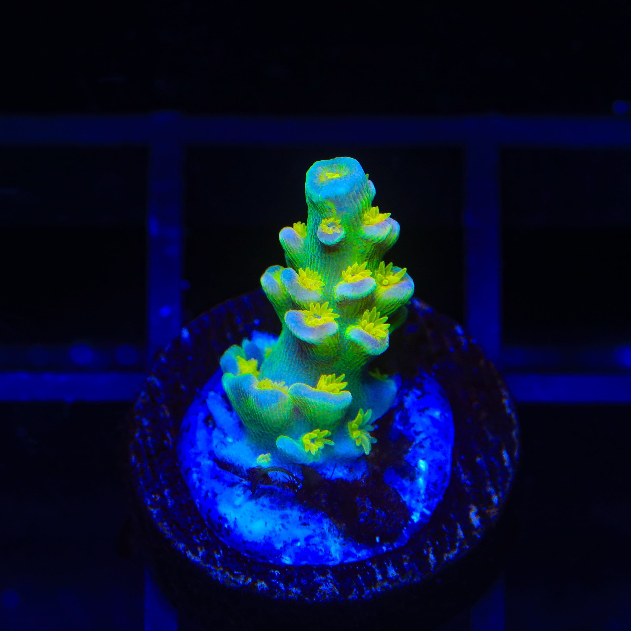 Walt Disney Tenuis Acropora Coral