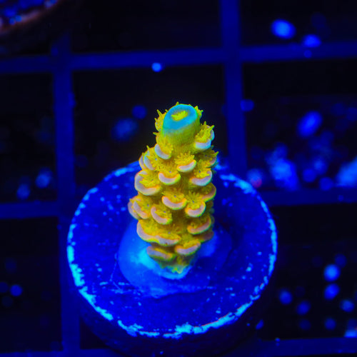 Walt Disney Tenuis Acropora Coral