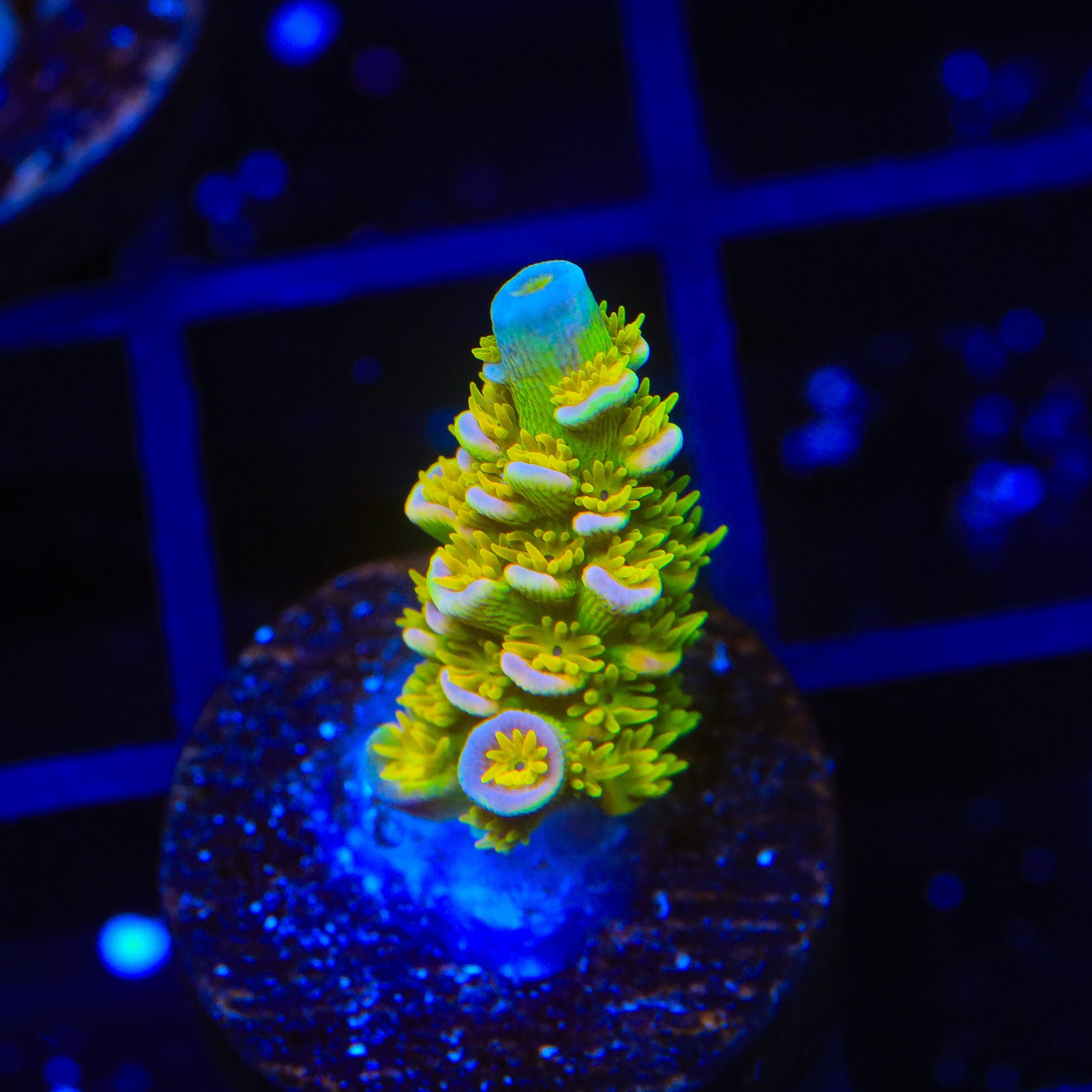Walt Disney Tenuis Acropora Coral