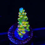 Walt Disney Tenuis Acropora Coral