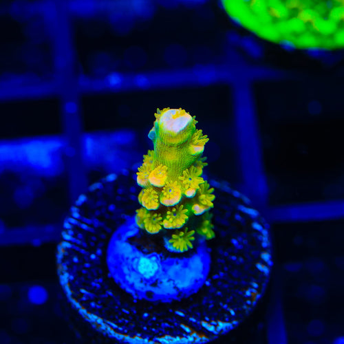 Walt Disney Tenuis Acropora Coral