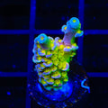 Walt Disney Tenuis Acropora XL Frag Coral
