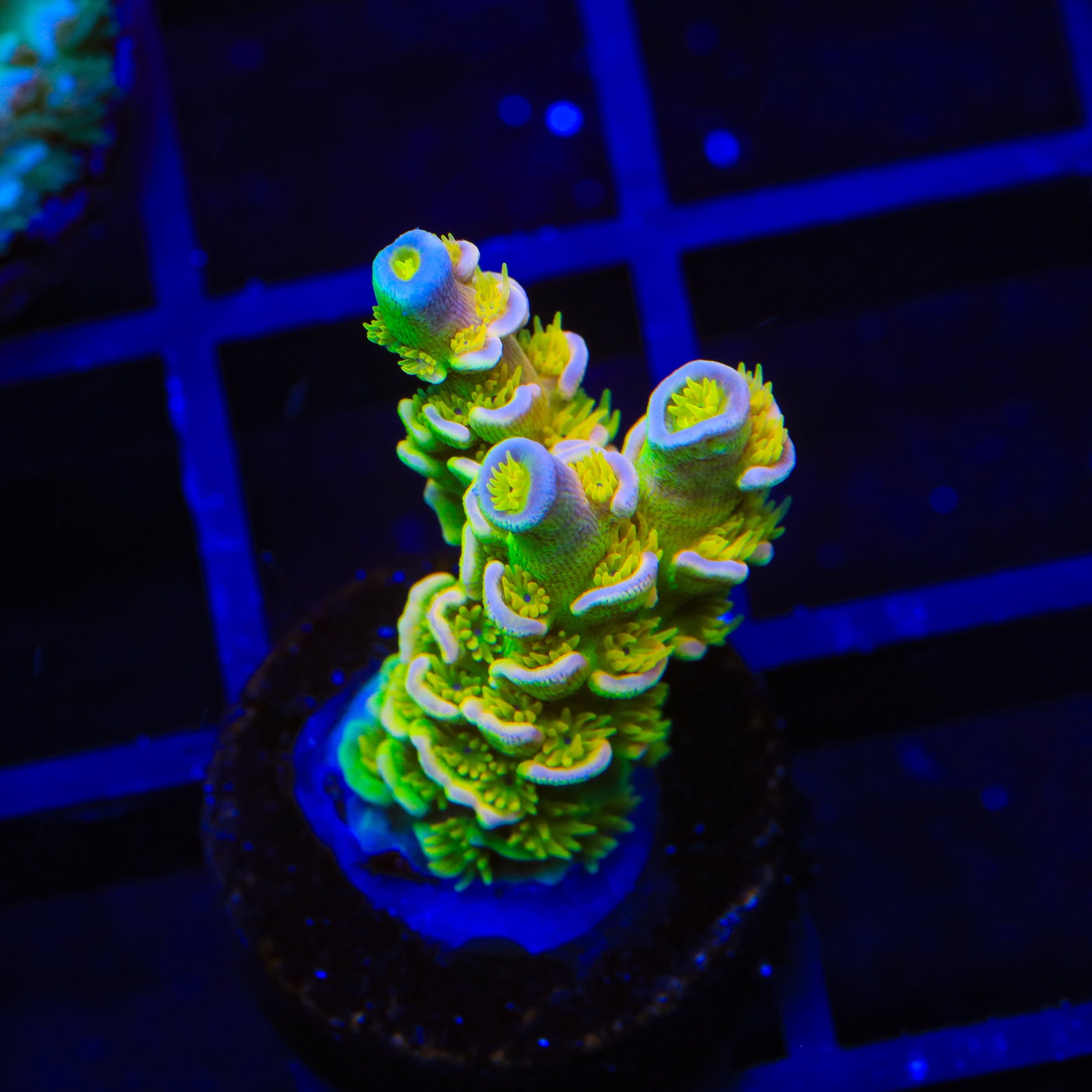 Walt Disney Tenuis Acropora XL Frag Coral