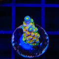 Walt Disney Tenuis Acropora XL Frag Coral