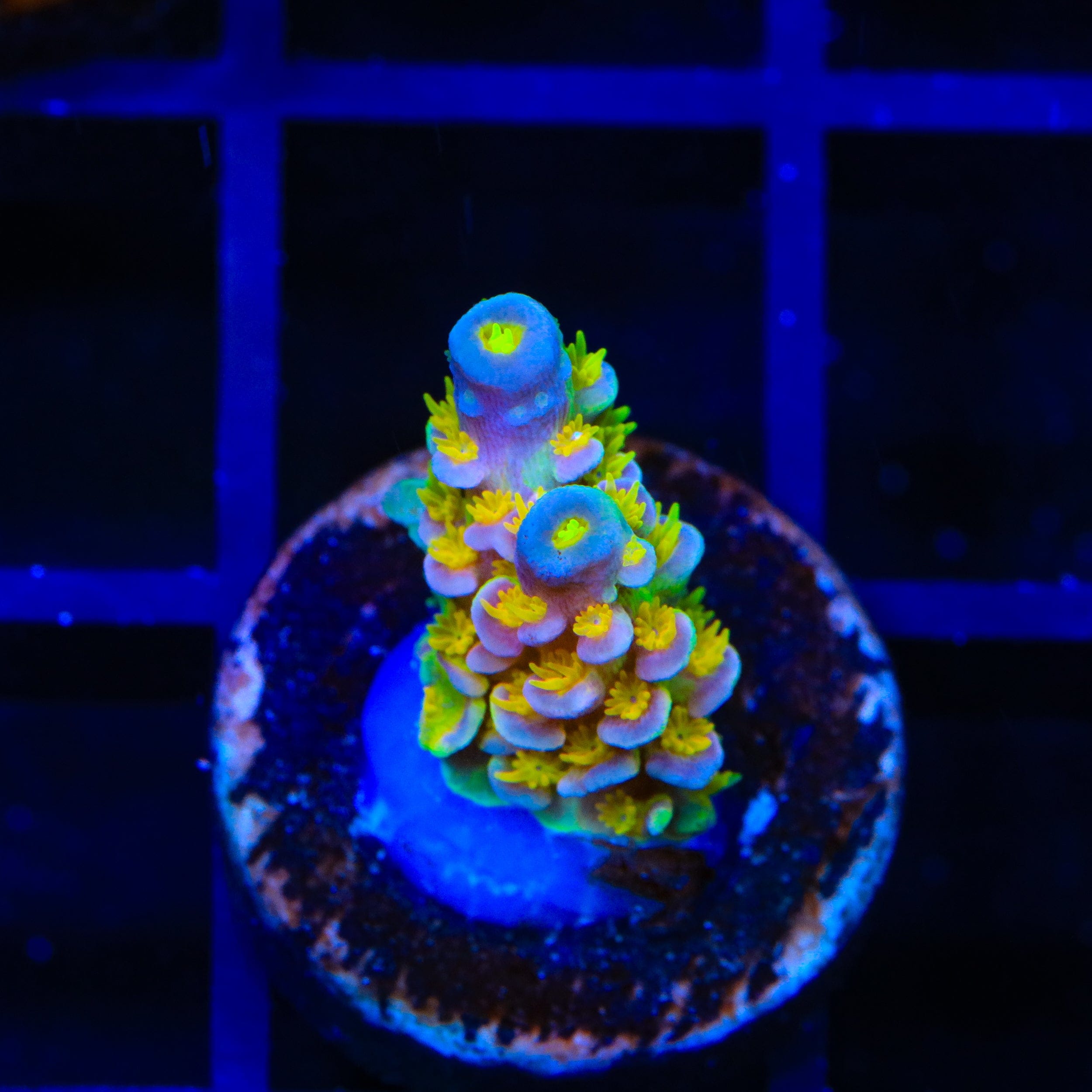 Walt Disney Tenuis Acropora XL Frag Coral