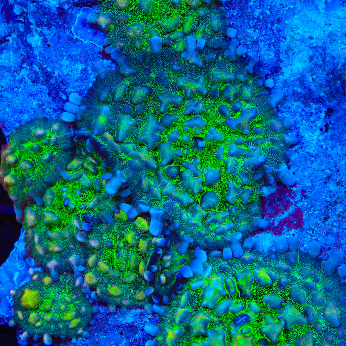 Warp Zone Mushroom Coral