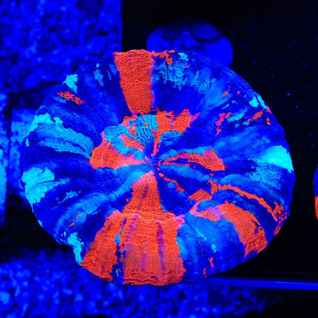 Warpaint Scolymia Coral