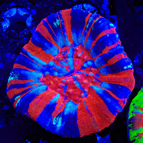 Warpaint Scolymia Coral