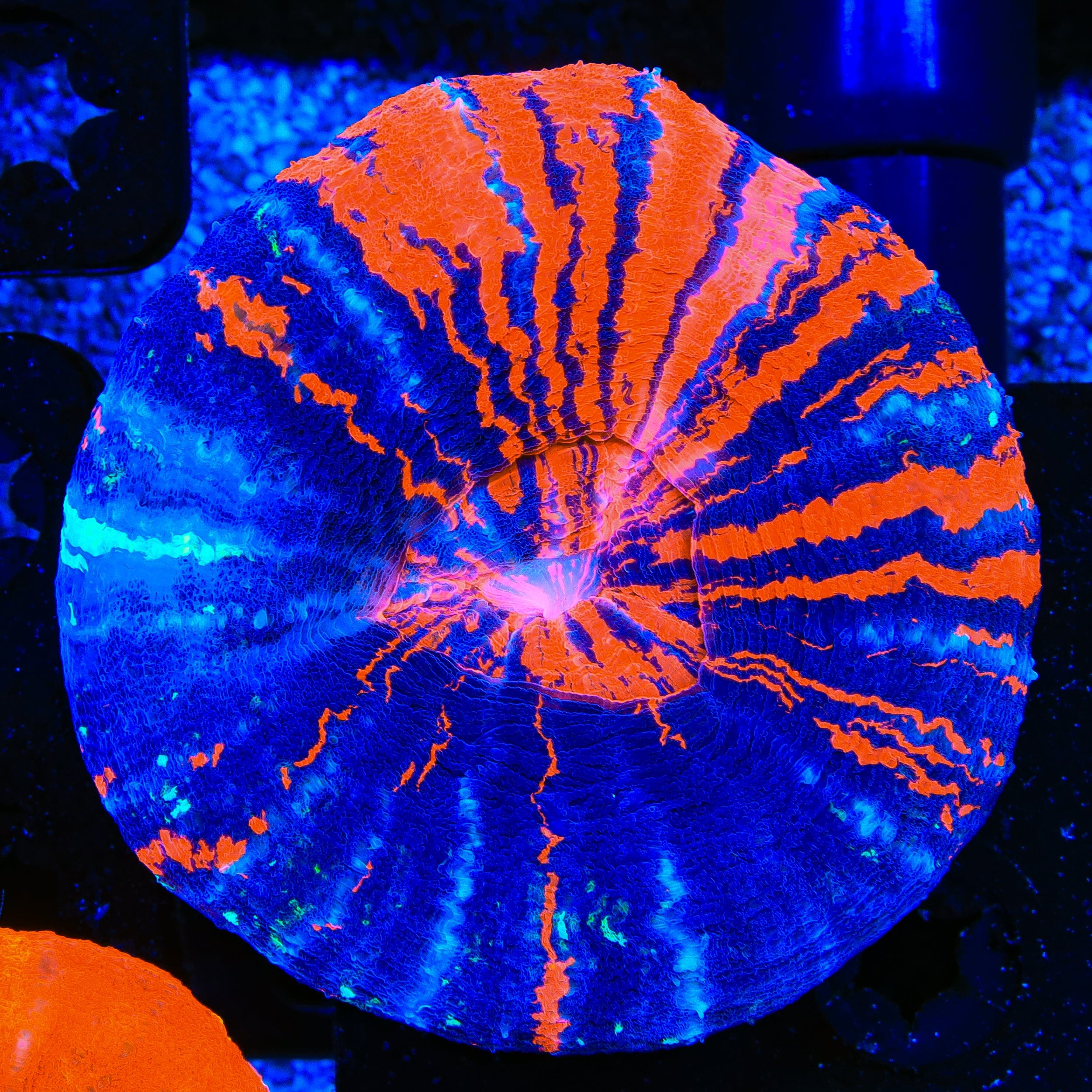 Warpaint Scolymia Coral