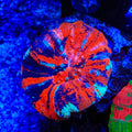 Warpaint Scolymia Coral