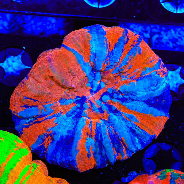 Warpaint Scolymia Coral