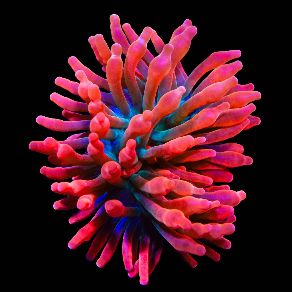 Watermelon Bubble Tip Anemone