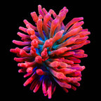 Watermelon Bubble Tip Anemone