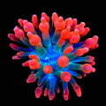 Watermelon Bubble Tip Anemone