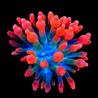 Watermelon Bubble Tip Anemone