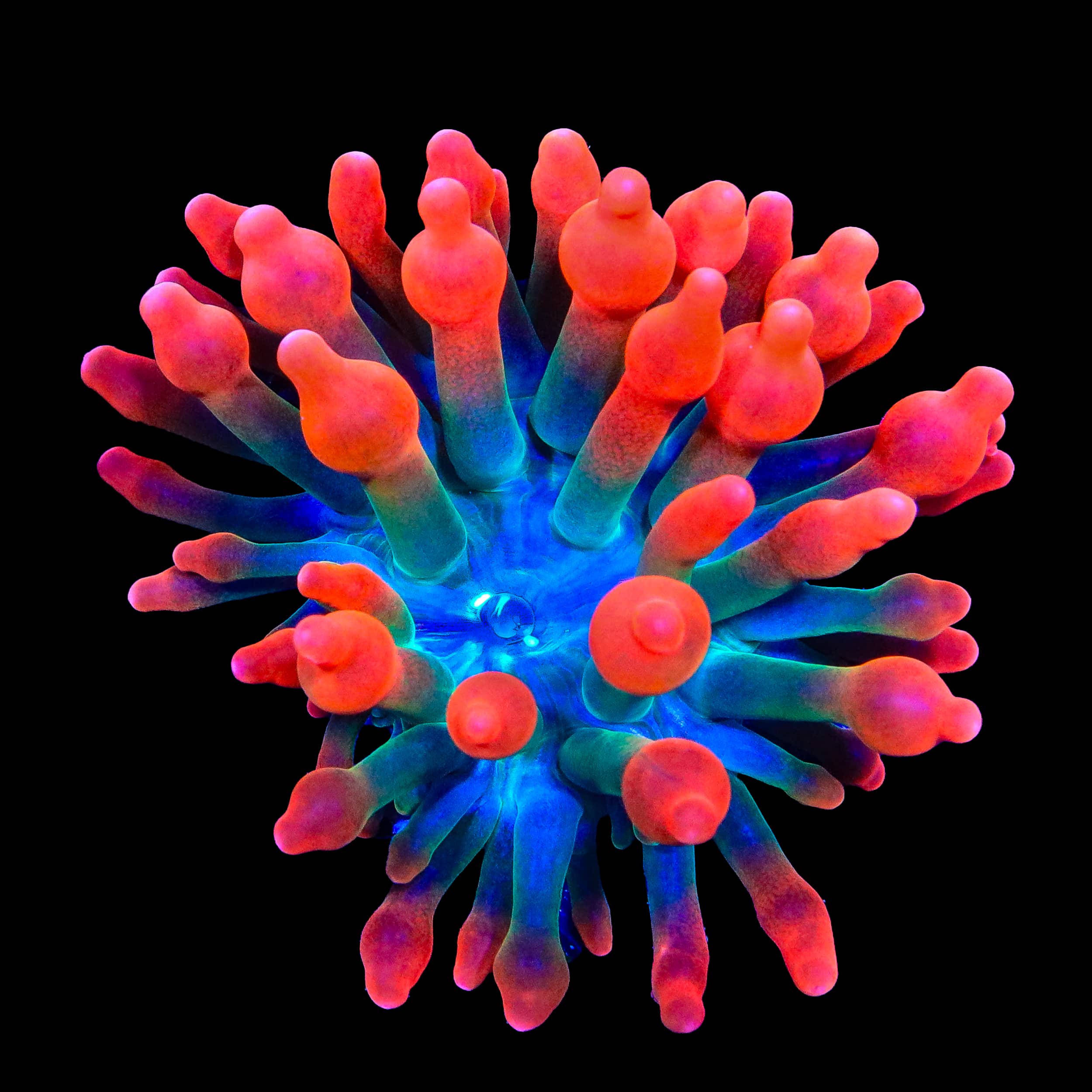 Watermelon Bubble Tip Anemone