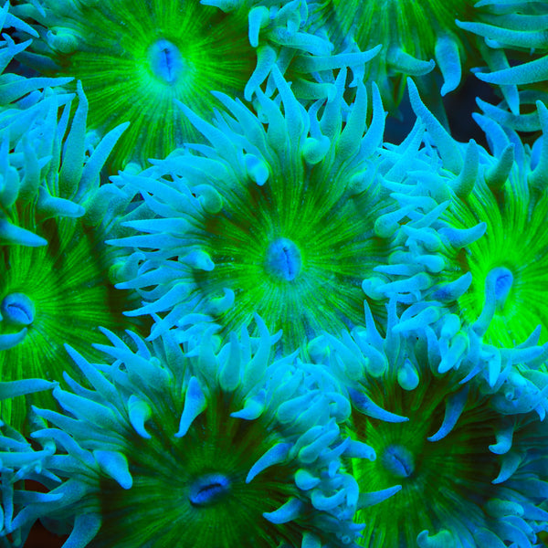 White Knight Duncan Coral