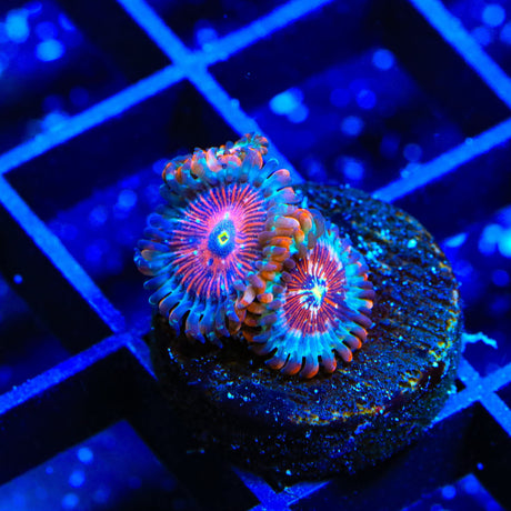 White Zombie Zoanthids Coral