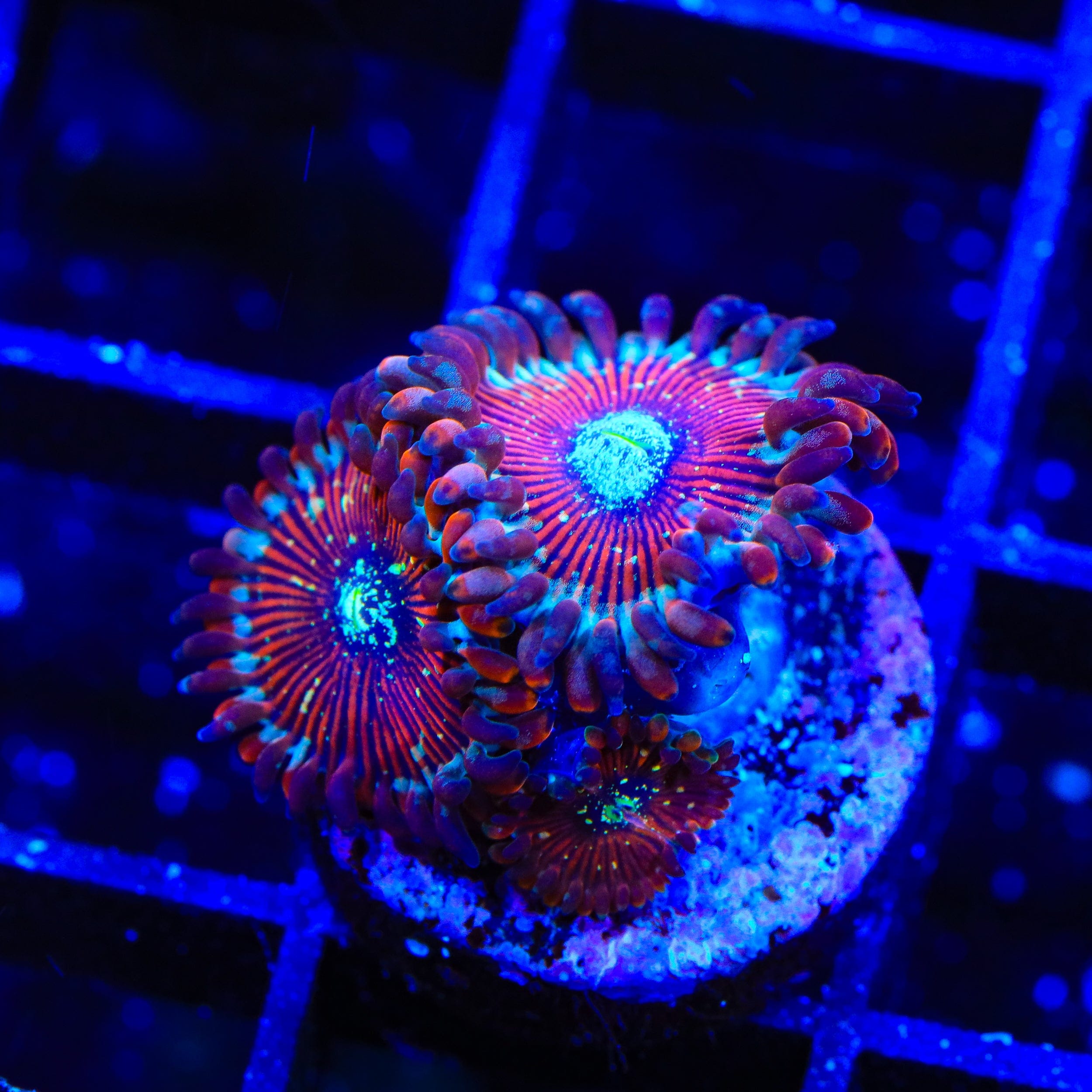 White Zombie Zoanthids Coral