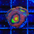 Widow Maker Acan Coral