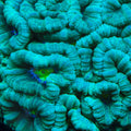 Yellow Eye Candy Cane Coral