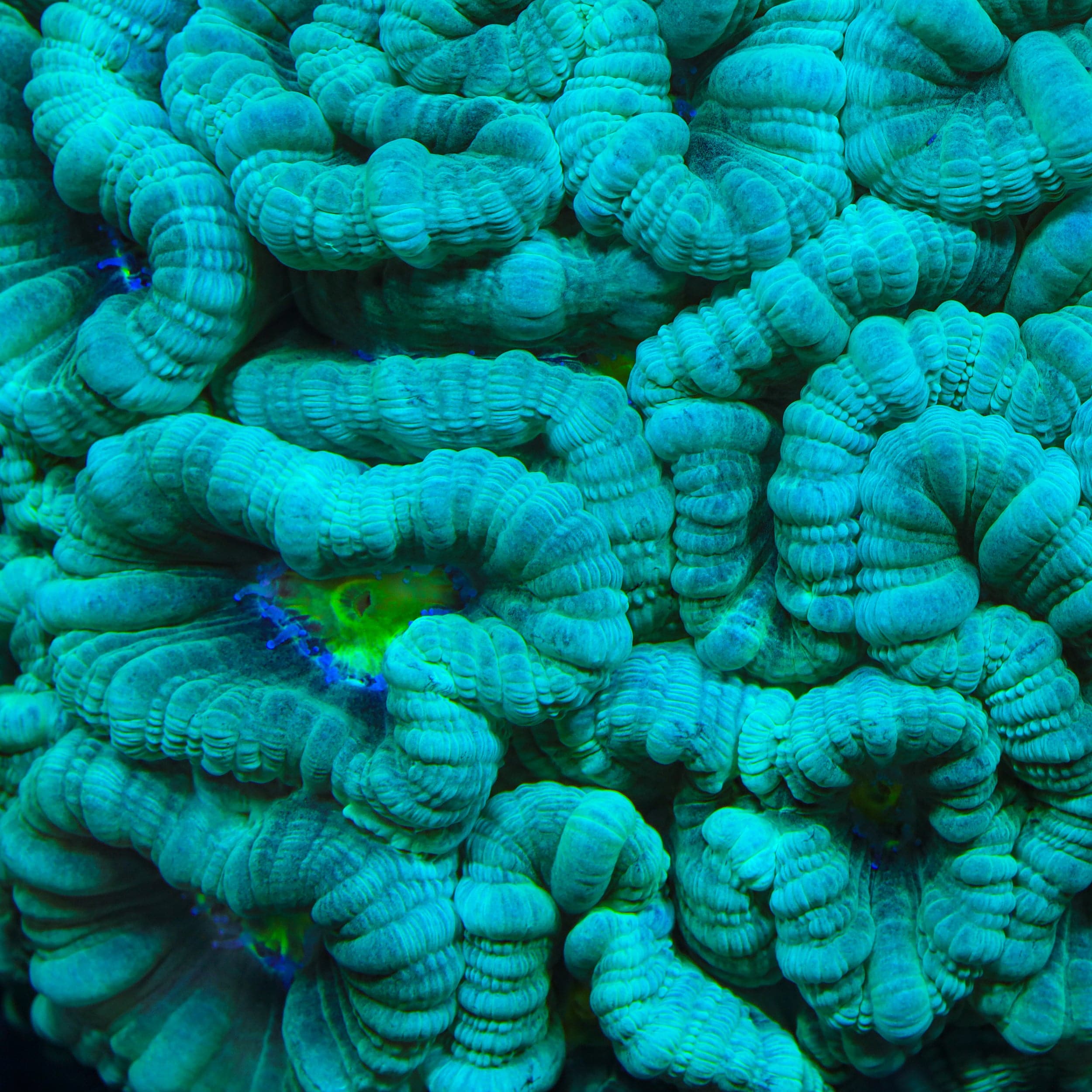 Yellow Eye Candy Cane Coral