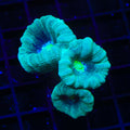 Yellow Eye Candy Cane Coral