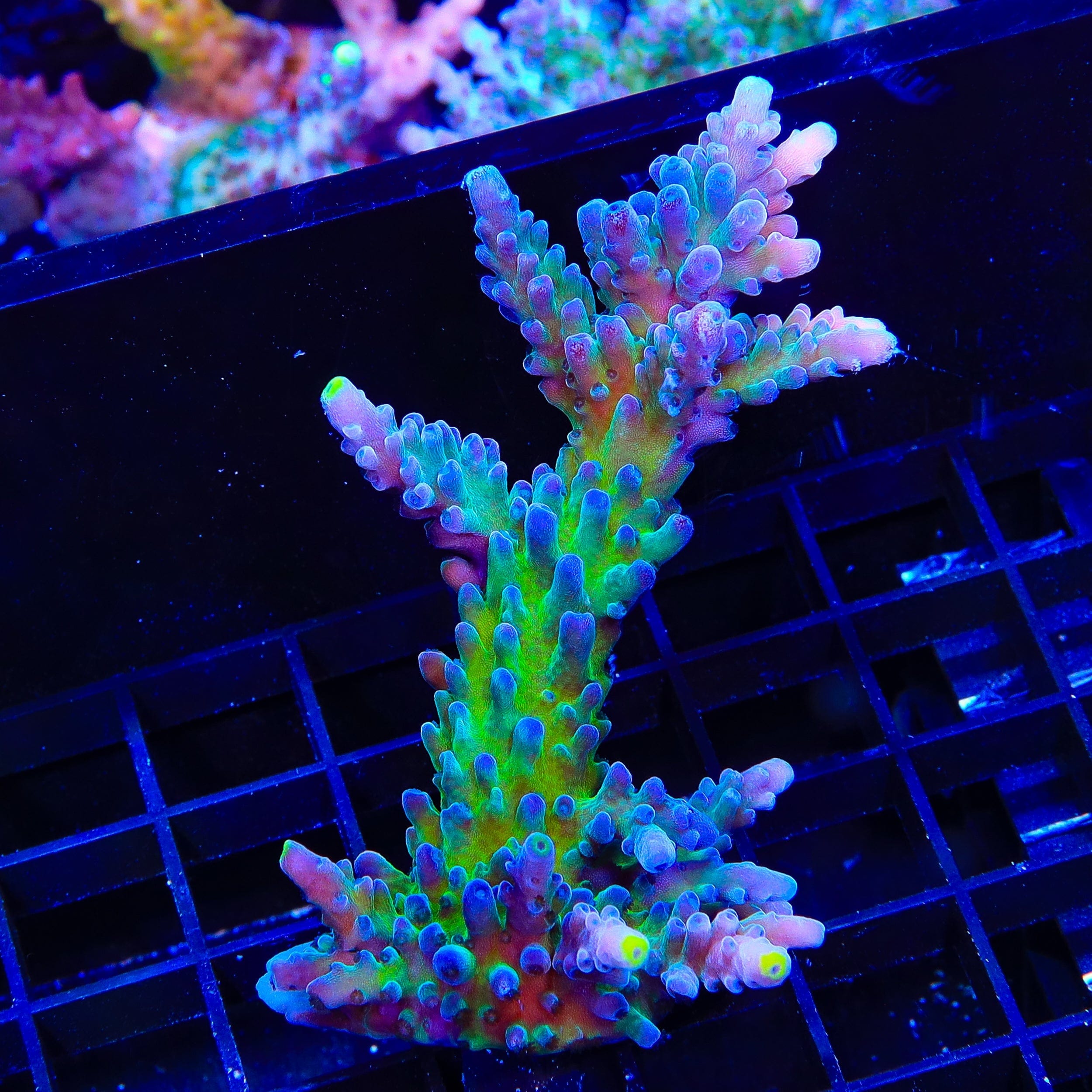Yellow Tip Acropora XL Frag Coral