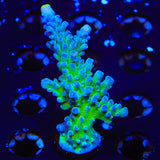 Yellow Tip Acropora XL Frag Coral