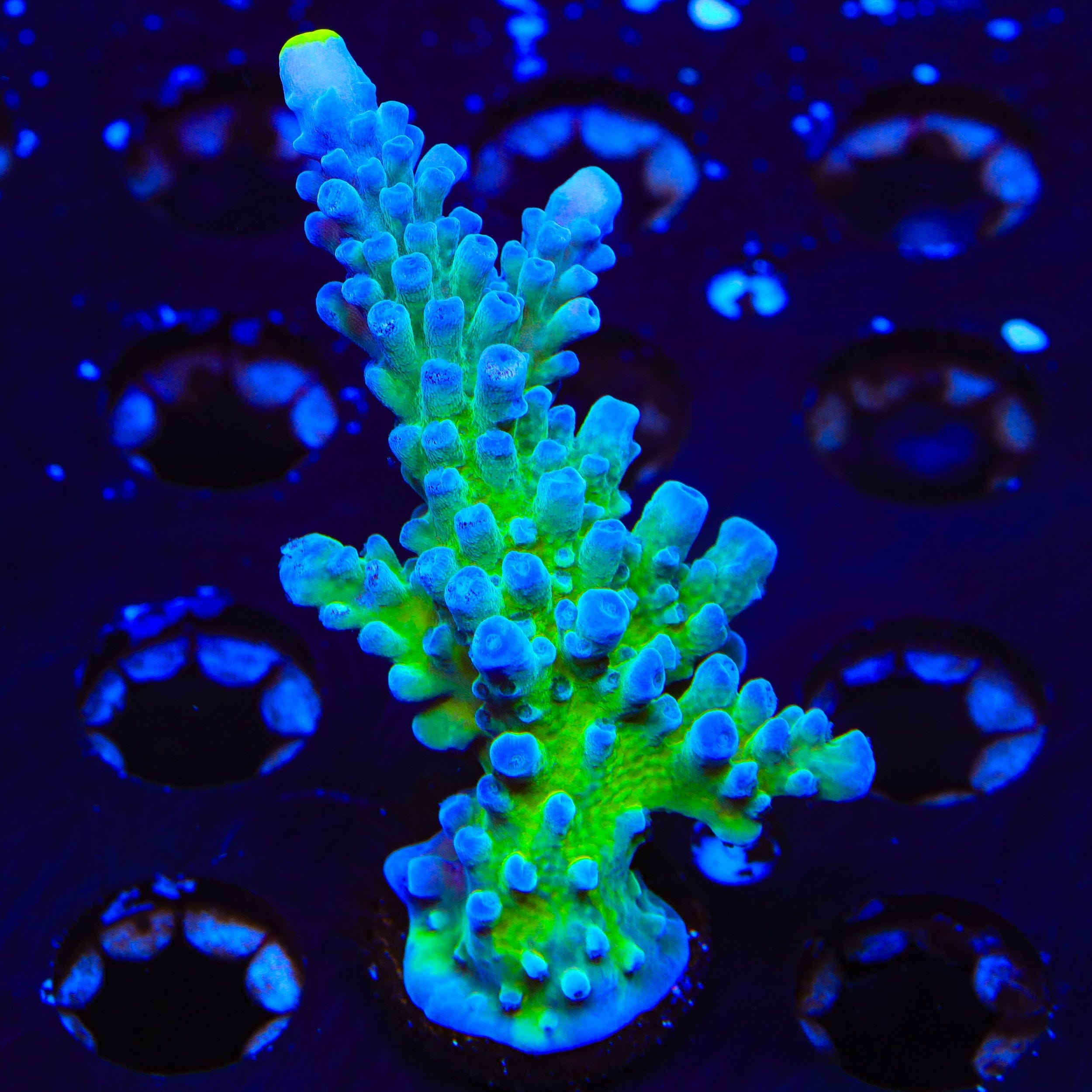 Yellow Tip Acropora XL Frag Coral