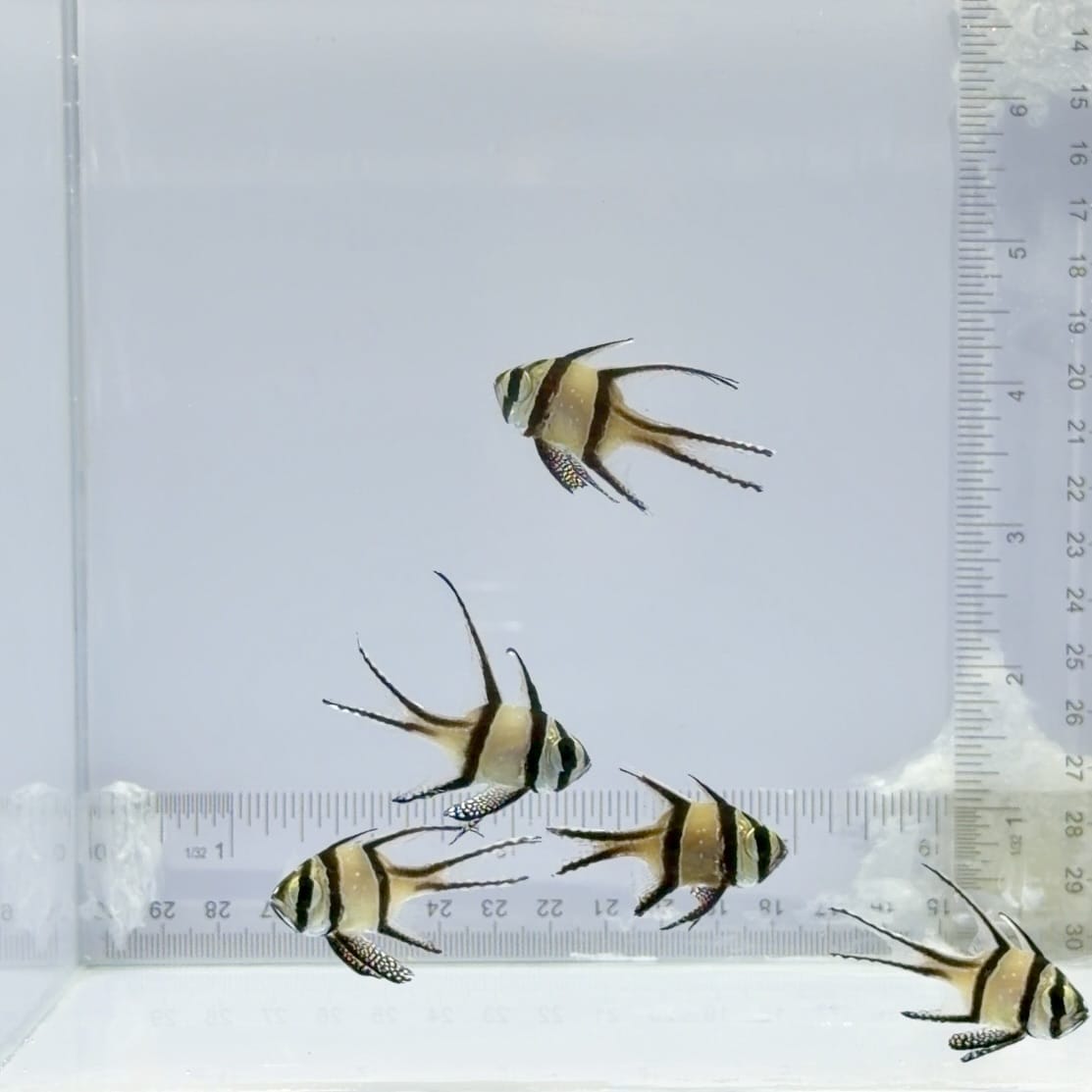 5 School Captive-Bred Banggai Cardinalfish