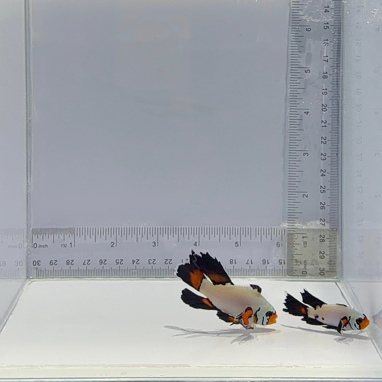 A20 Longfin Clownfish Pair  – Amphiprion ocellaris