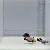 A20 Longfin Clownfish Pair  – Amphiprion ocellaris