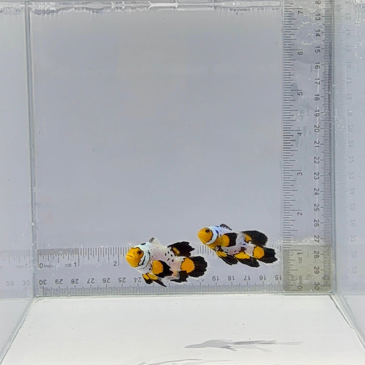 A21 Longfin Clownfish Pair  – Amphiprion ocellaris