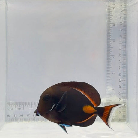 Achilles Tang