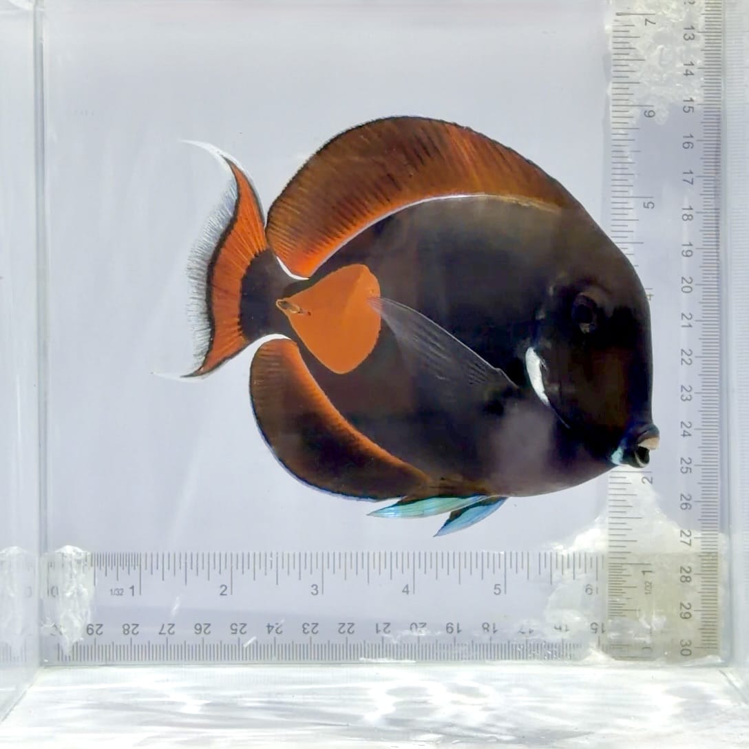 Achilles Tang