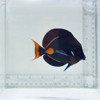Achilles Tang