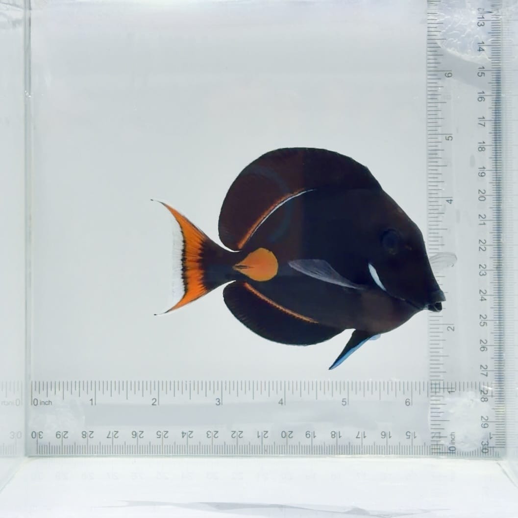 Achilles Tang