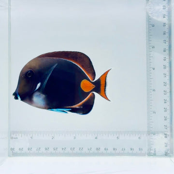 Achilles Tang